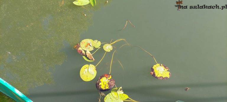 Tytułowe Nenufary