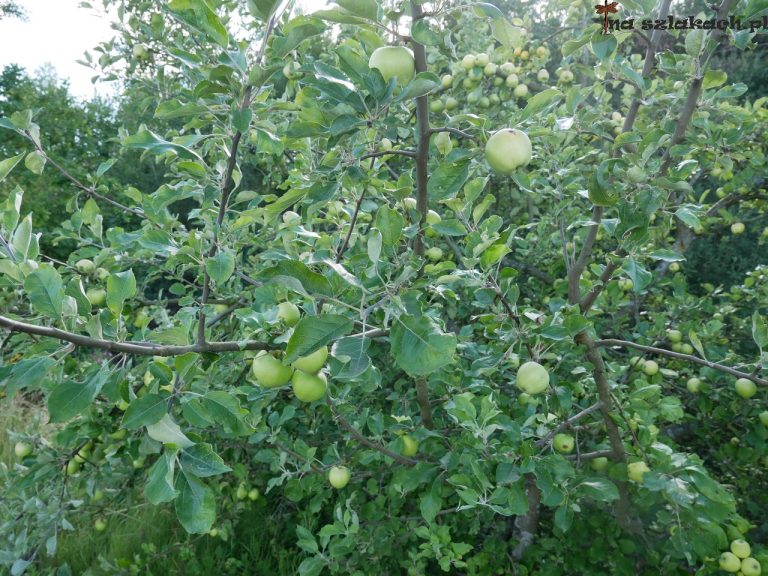 Jabłoń na szlaku